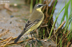 Motacilla