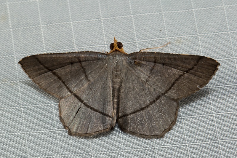 Bulonga trilineata
