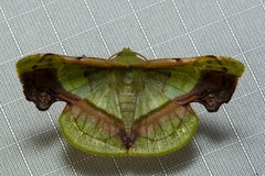 Fascellina plagiata