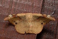 Oreta carnea