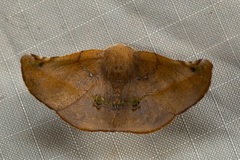 Garaeus apicata