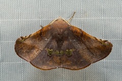 Garaeus conspicienda