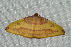 Heterolocha