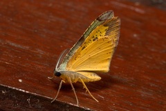 Hypochrosis hyadaria