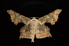 Krananda semihyalina