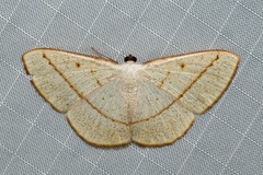 Lomographa luciferata