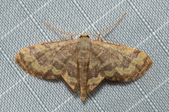 Lophophleps phoenicoptera