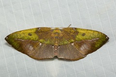 Omiza herois