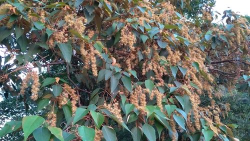 Mallotus paniculatus iNat (2)
