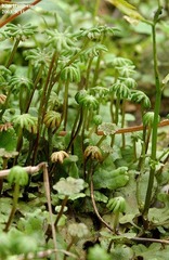 Marchantia polymorpha