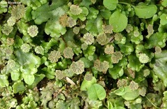 Marchantia polymorpha