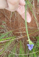Aristea abyssinica