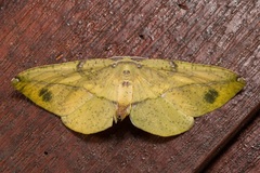 Omiza miliaria