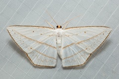 Orthocabera ocernaria