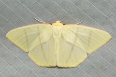 Ourapteryx incaudata