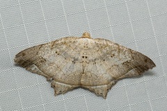 Oxymacaria temeraria