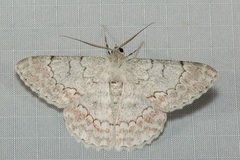 Pingasa lariaria
