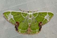 Comibaena albimarginata