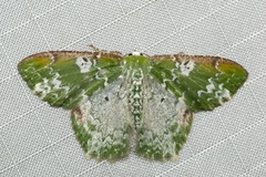 Eucyclodes albisparsa