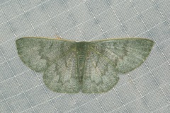 Orothalassodes curiosa