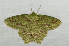 Herochroma urapteraria
