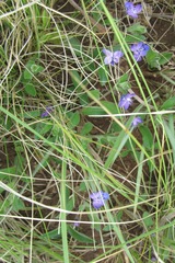 Rotheca hirsuta