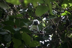Saguinus oedipus