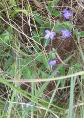 Rotheca hirsuta