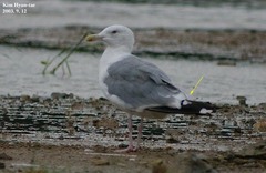 Larus argentatus mongolicus