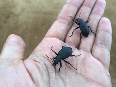 Calosoma alternans