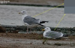 Larus argentatus mongolicus