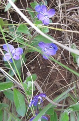 Rotheca hirsuta