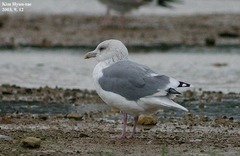 Larus argentatus mongolicus