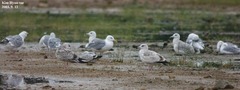 Larus argentatus mongolicus