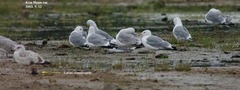 Larus argentatus mongolicus