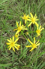 Senecio coronatus