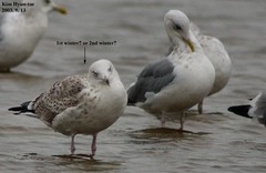 Larus argentatus mongolicus