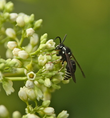 Dolichovespula arctica