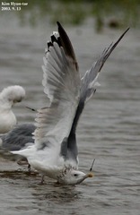 Larus argentatus mongolicus