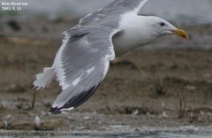 Larus argentatus mongolicus
