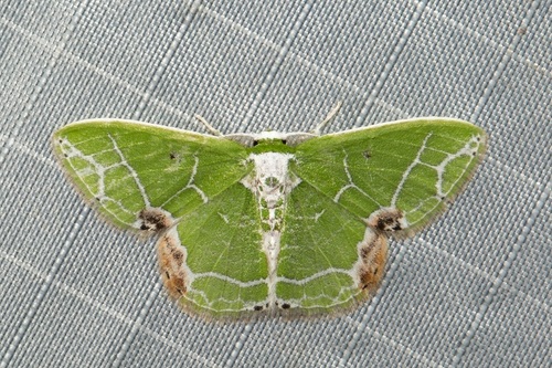 Protuliocnemis biplagiata (Moore)