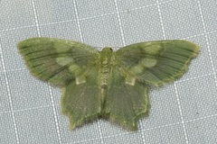 Pseudidiochlora