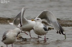 Larus argentatus mongolicus