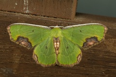 Spaniocentra apatelloides