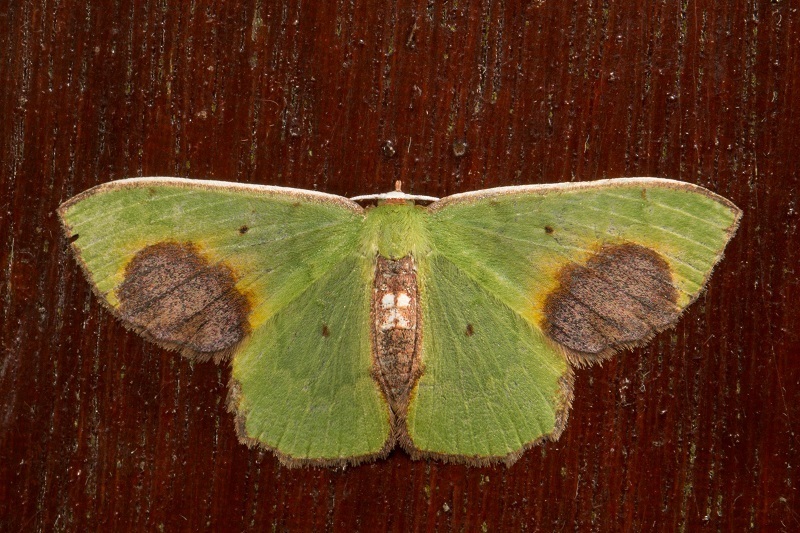Spaniocentra megaspilaria