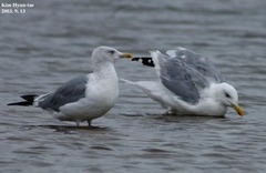 Larus argentatus mongolicus