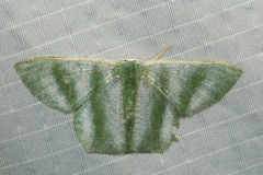 Thalassodes viridifascia