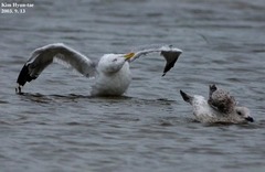 Larus argentatus mongolicus