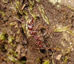 Myrmecia forficata