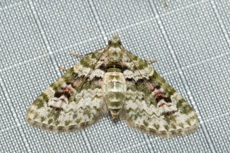 Chloroclystis obturgescens